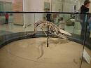 760814_amnh_130 * 2048 x 1536 * (1.32MB)