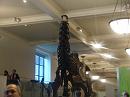 760814_amnh_143 * 2048 x 1536 * (1.25MB)