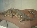 760814_amnh_144 * 2048 x 1536 * (1.28MB)