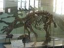 760814_amnh_155 * 2048 x 1536 * (1.4MB)