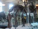 760814_amnh_157 * 2048 x 1536 * (1.49MB)