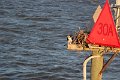 130525_manteo_056