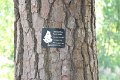 130531_tree_101