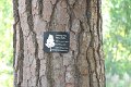 130531_tree_102