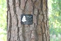 130531_tree_103